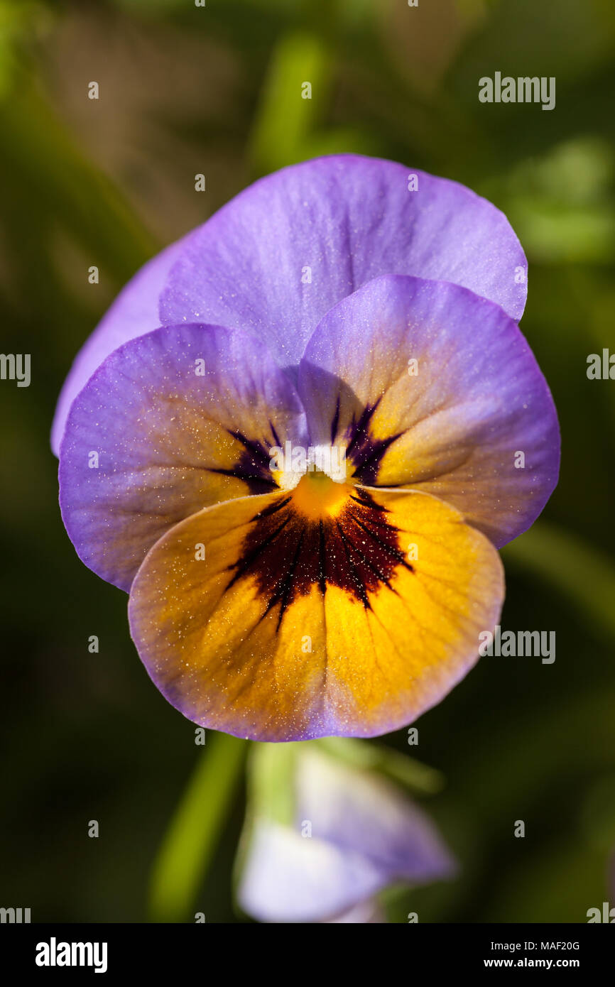 Heartsease, Styvmorsviol (Viola tricolor) Stockfoto