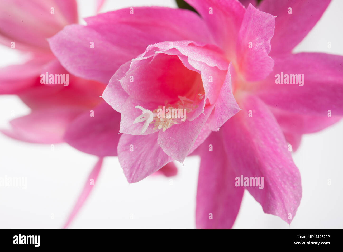 Deutsche Kaiserin, Drottningkaktus (Disocactus phyllanthoides) Stockfoto