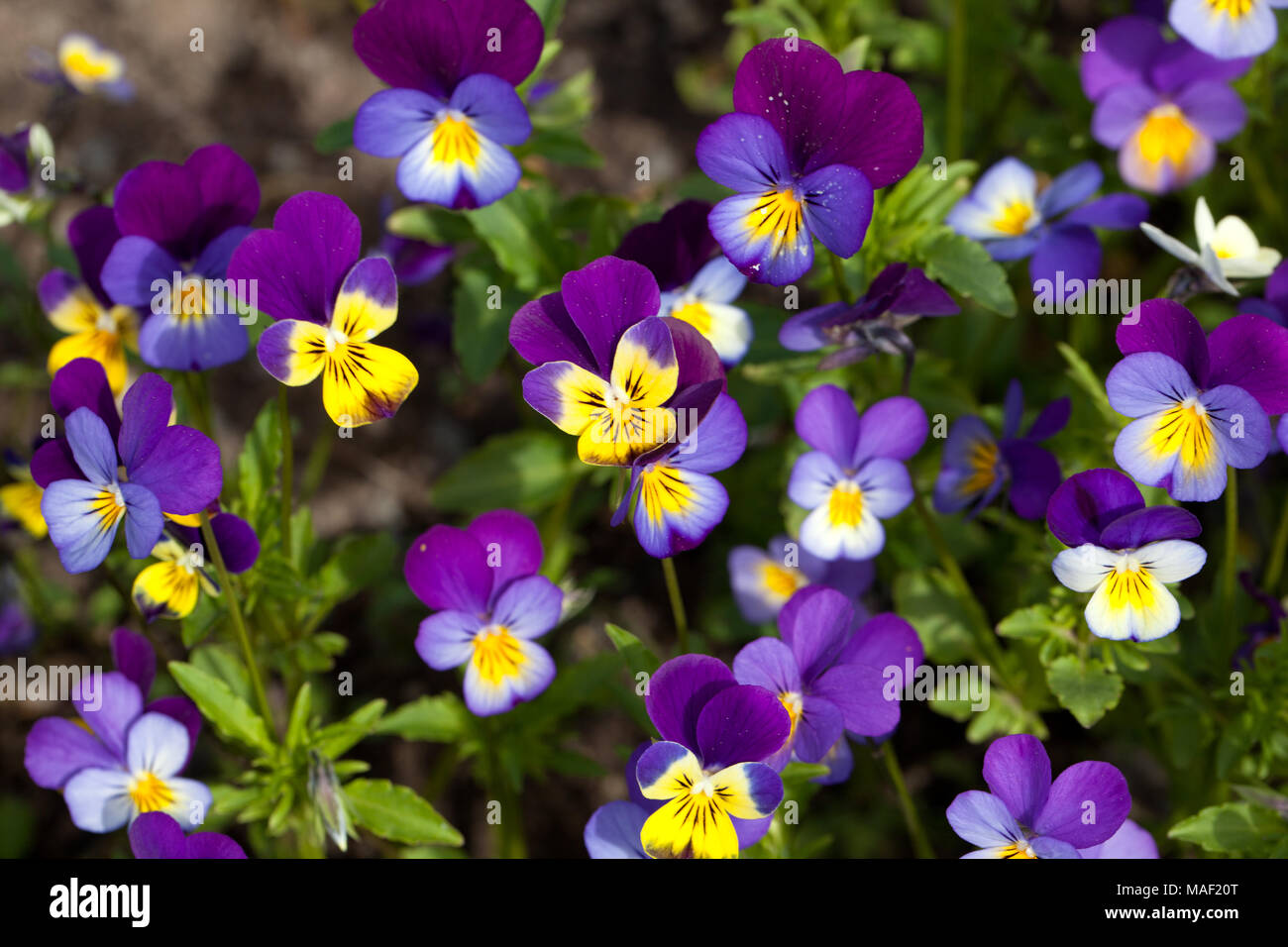 Heartsease, Styvmorsviol (Viola tricolor) Stockfoto