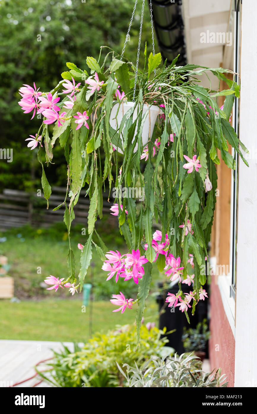 Deutsche Kaiserin, Drottningkaktus (Disocactus phyllanthoides) Stockfoto