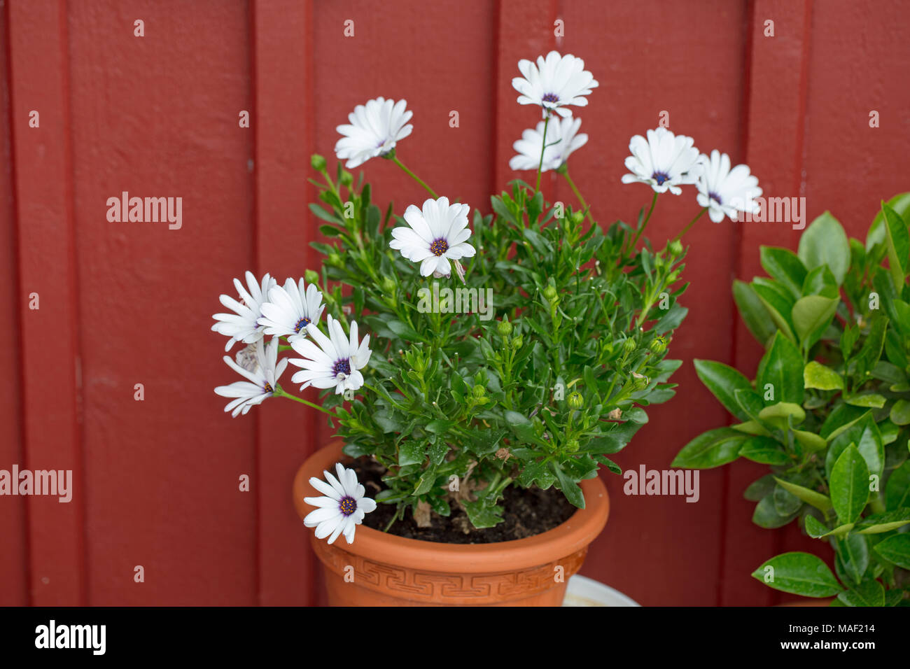 "Vit" Daisybush, Stjärnöga (osteospermum) Stockfoto