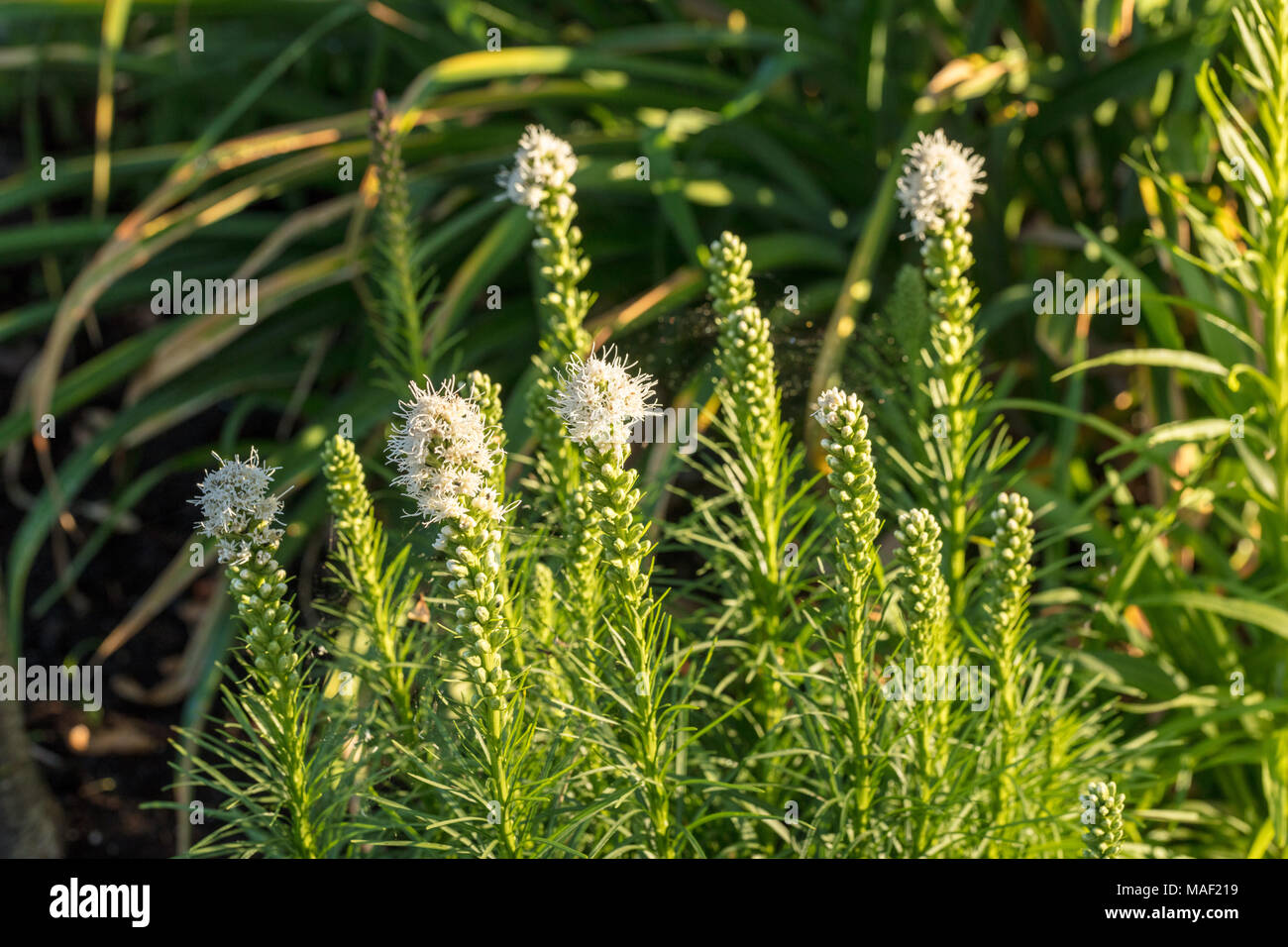 'Alba 'Blazing Star Pflanze, Rosenstav (Liatris spicata) Stockfoto