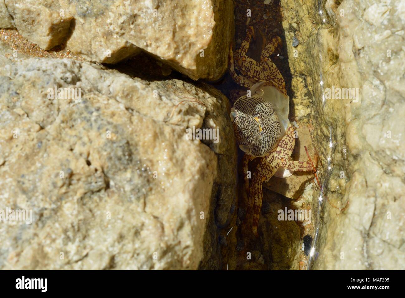 Krabbe mausern exoskelett zwischen Granitfelsen, Shelly Cove Trail am Kap Pallarenda Conservation Park Queensland Australien Stockfoto