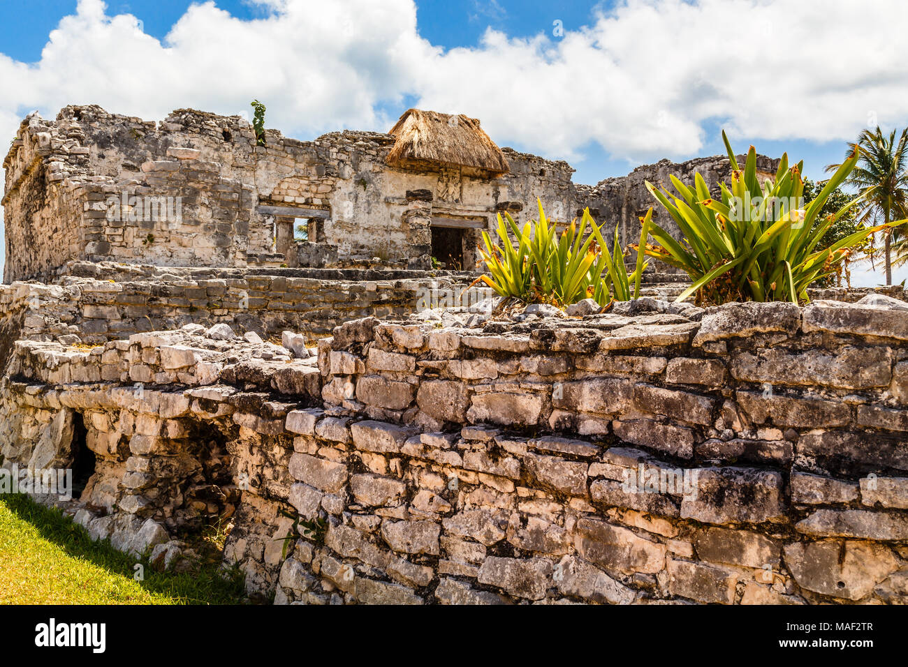 Agave auf der alten zerstörten Mauer mit alten Maya Tempel im Hintergrund, Tulum, Yucatan, Mexiko Stockfoto