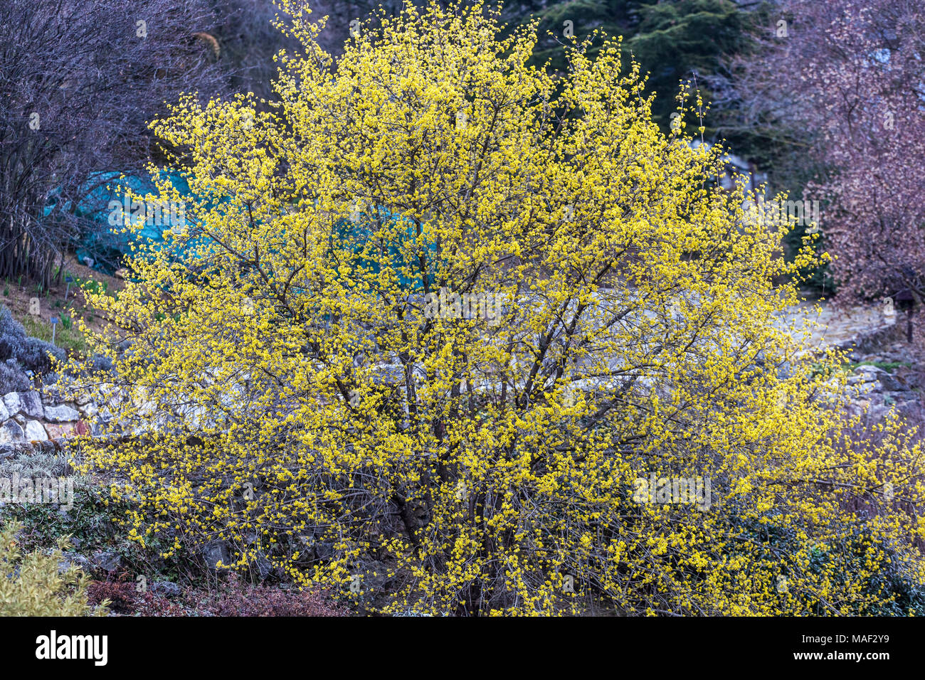 Maiskirsche, Cornus Mas ' Jolico ' blüht im Frühling in Form eines Maisbaums Stockfoto