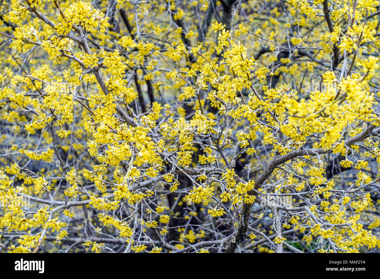 Maiskirsche, Cornus Mas' Jolico' Blütenstrauch Stockfoto