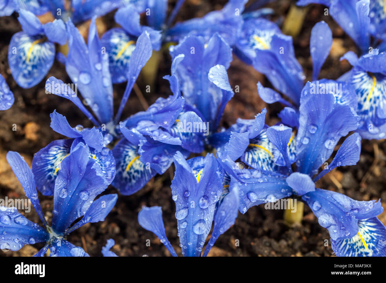 Iris reticulata 'Frau Beatrix Stanley', Zwerg Iris Stockfoto