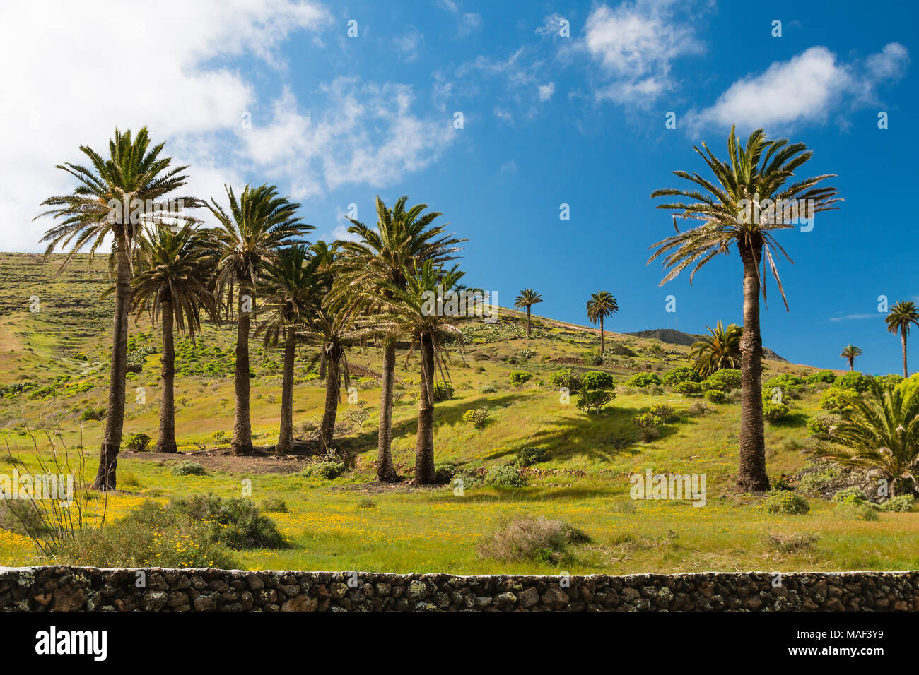 Palm-Tress im Tal der tausend Palmen in der Nähe von Haria, Lanzarote, Spanien. Stockfoto