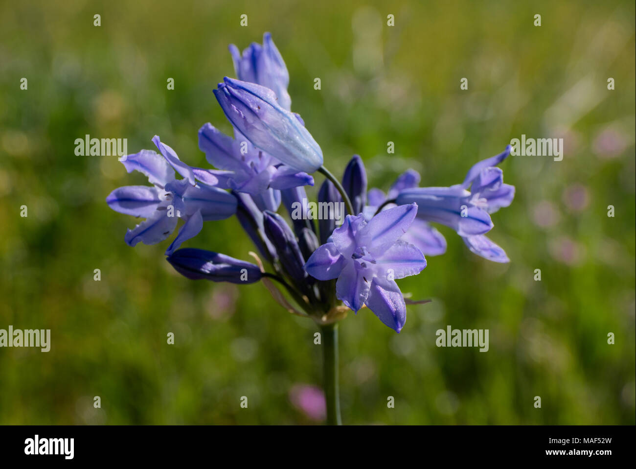 Triteleia grandiflora Fotos und Bildmaterial in hoher Auflösung Alamy