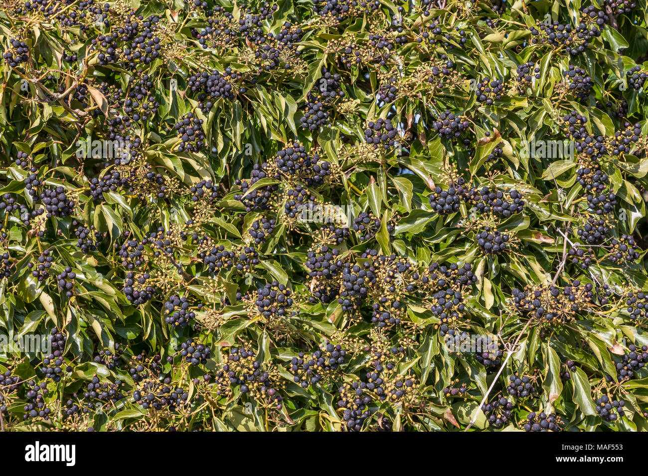 Cluster von Reifen gemeinsame Efeu Hedera helix Beeren im Sonnenschein Stockfoto