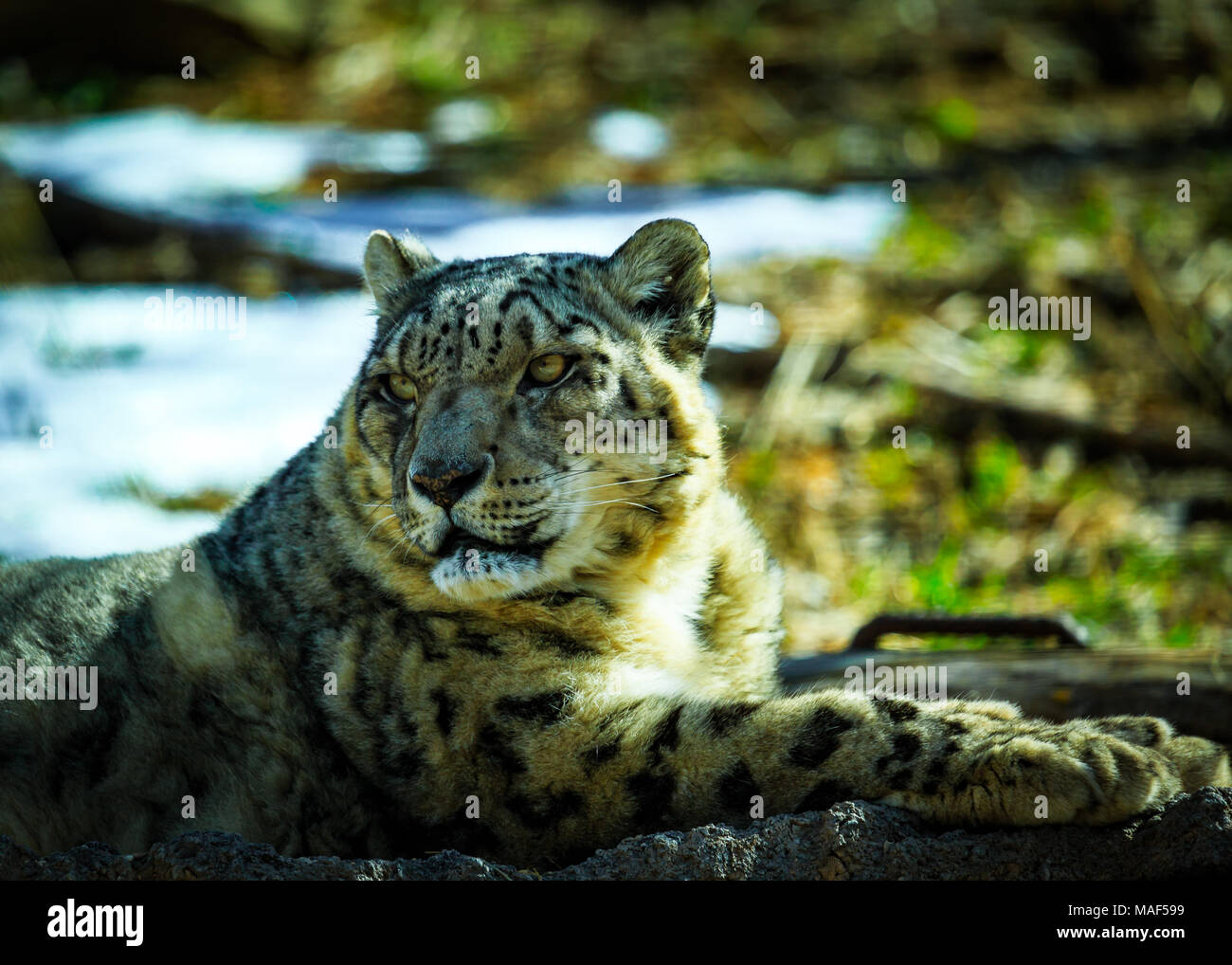 Snow Leopard Stockfoto