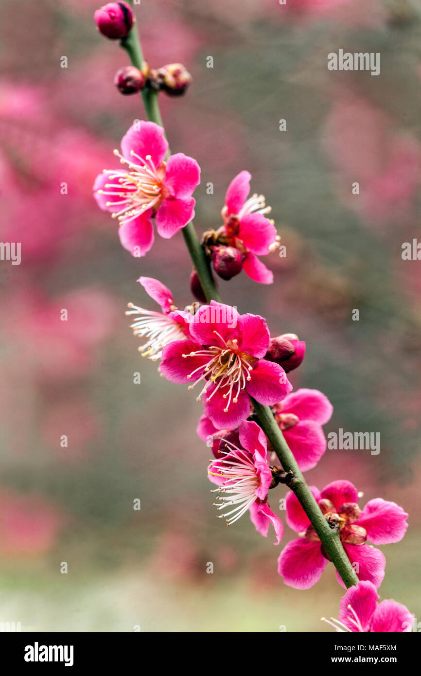 Prunus mume Beni Chidori, bekannt als chinesische Pflaume oder japanischer Aprikosenbaum in voller Blüte Stockfoto