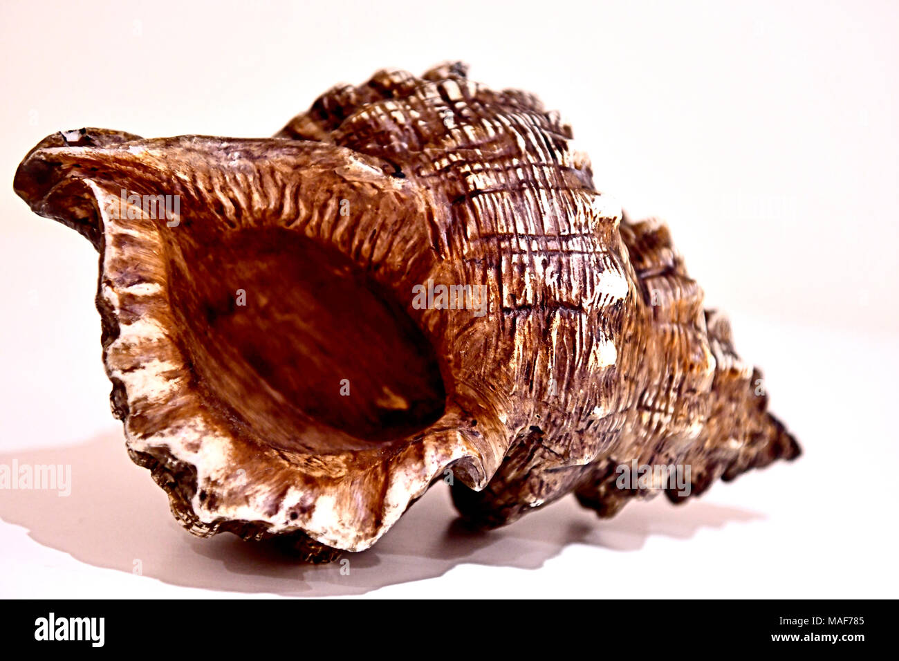 Große braune Muschelschale; sea shell Stockfoto