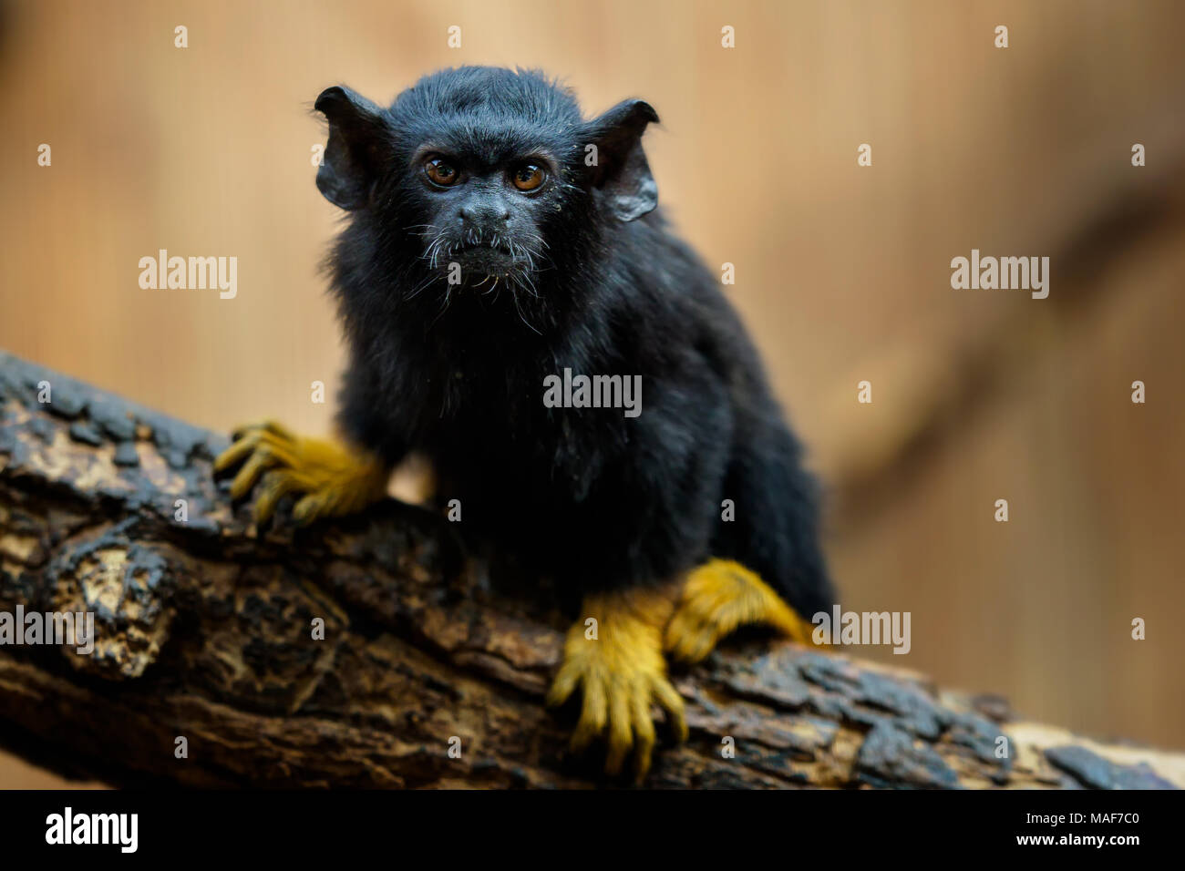 Golden übergeben Tamarin. Tamarin Saguinus midas Sitzung am Zweig. Wild lebende Tier. Stockfoto