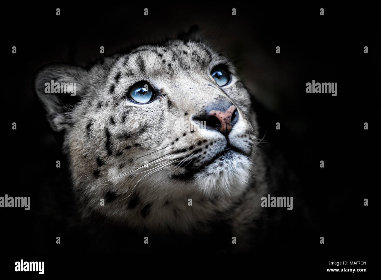 Gesicht-Porträt von Snow Leopard - Irbis (Panthera Uncia) Stockfoto