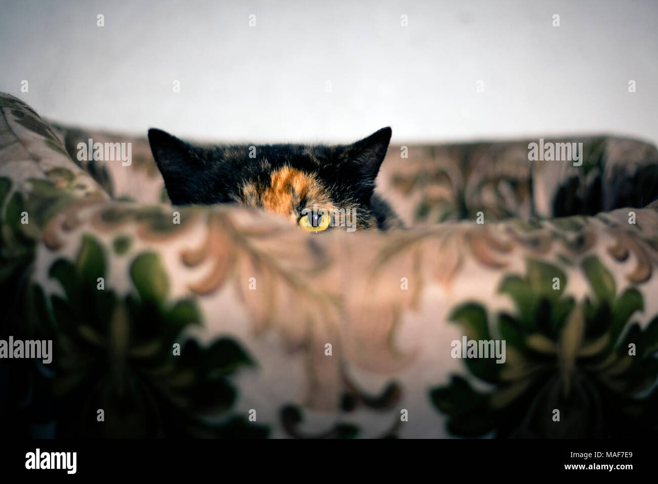 Schildpatt Katze peeking mit nur einem Auge von seinem Bett Stockfoto
