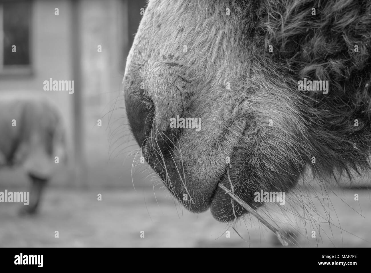 Esel Gesicht schwarz und weiß Stockfoto