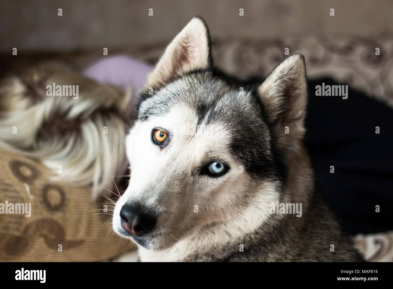 Headshot der Sibirischen Husky Hund rückwärts suchen, Innen- porträt Stockfoto