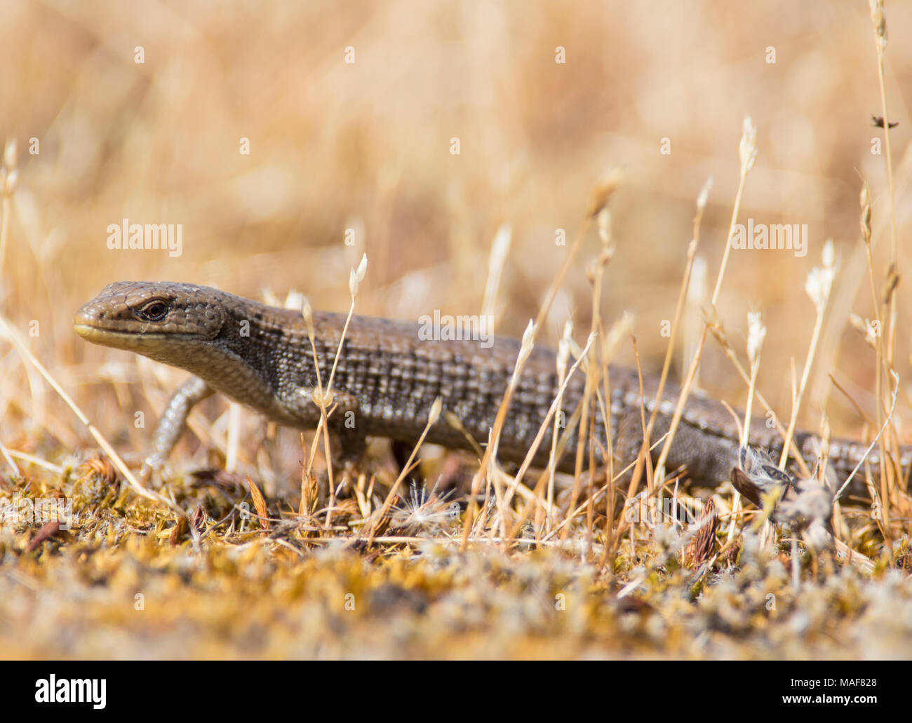 Nahaufnahme einer nördlichen Alligator Lizard (Elgaria coerulea) auf Vancouver Island British Columbia Kanada Stockfoto