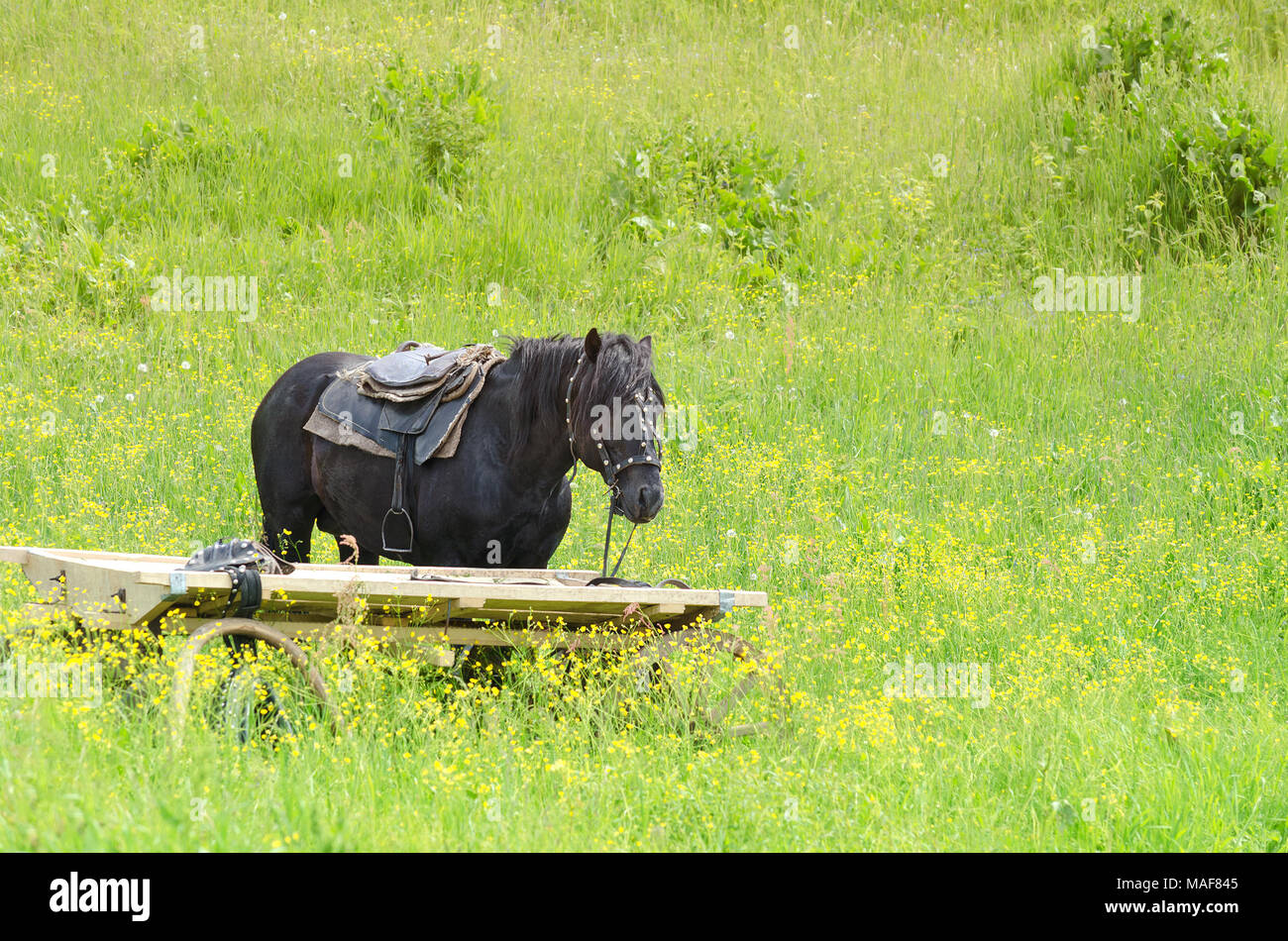 Arbeitspferd in der Nähe der Warenkorb auf der Wiese Stockfoto