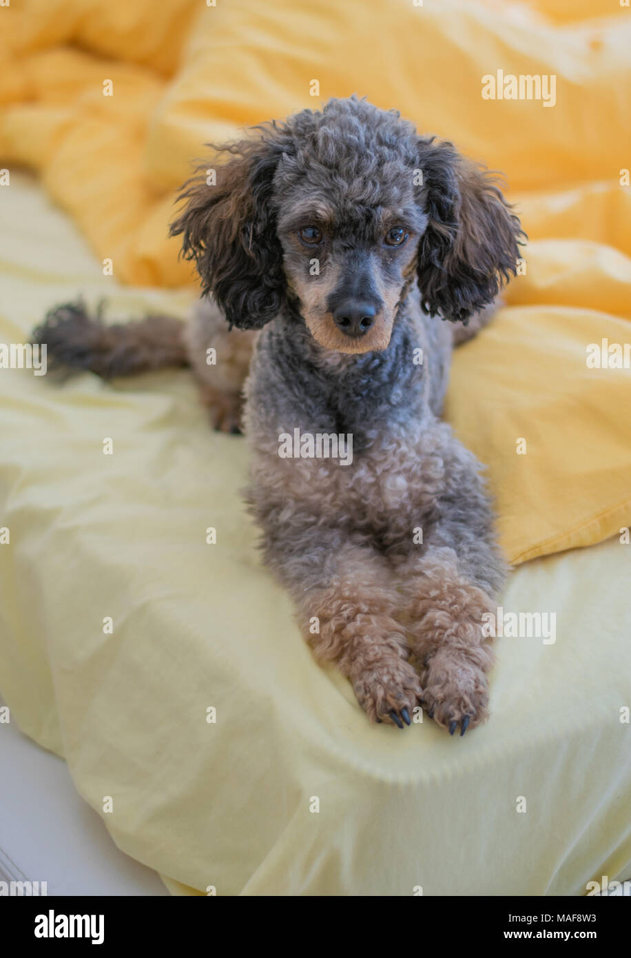 Sable phantom Pudel Smoki würdevoll Festlegung auf dem Bett Stockfoto
