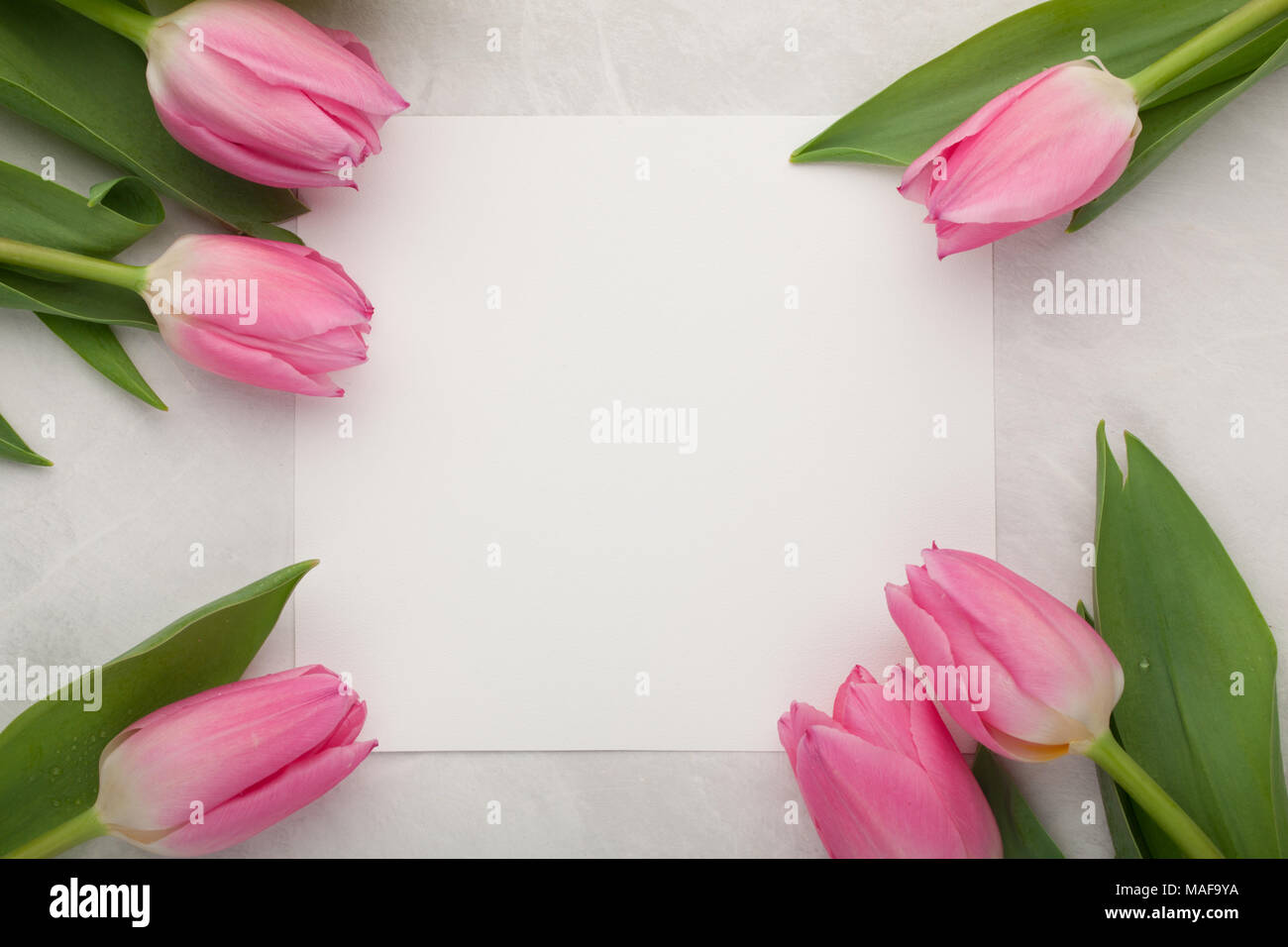 Welche Blumen Sollte Man Verschenken Heimwerkerde