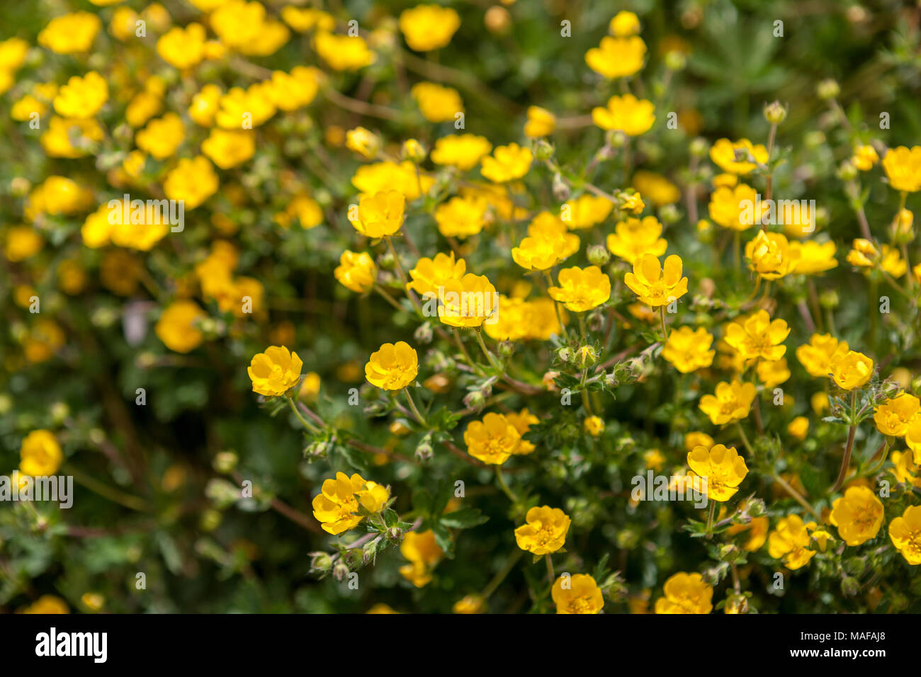 Alpine Cinquefoil, Vårfingerört (Potentilla crantzii) Stockfoto