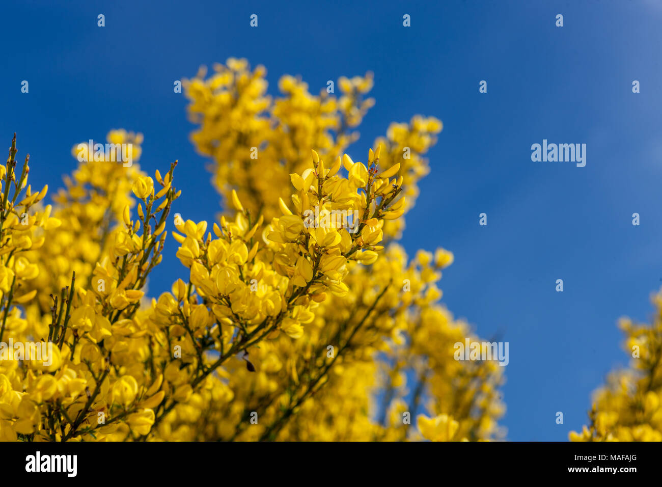 "Spanischen Gold' Warminster Besen, Vårginst (cytisus Beurre) Stockfoto