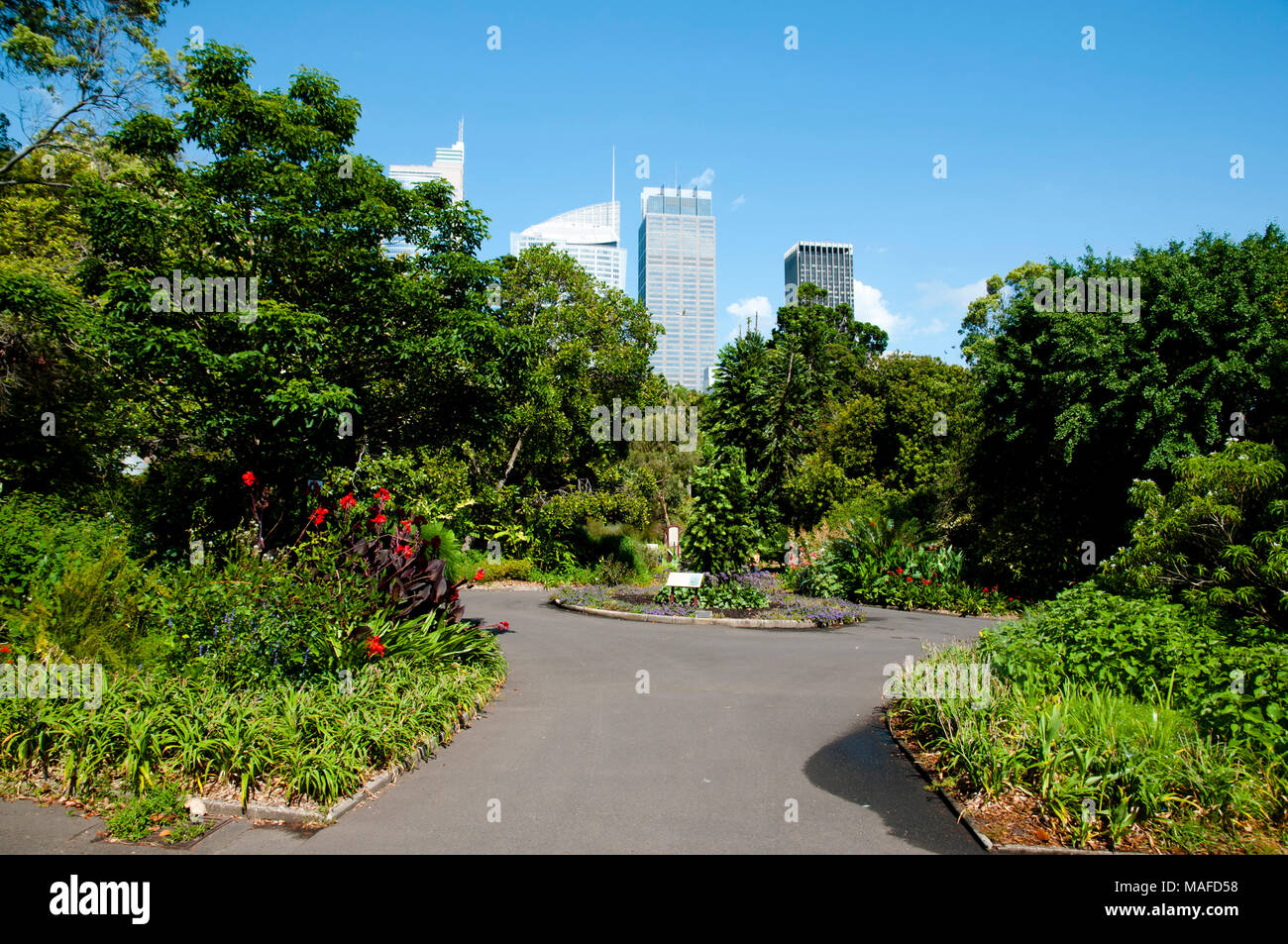 Botanischer Garten - Sydney - Australien Stockfoto