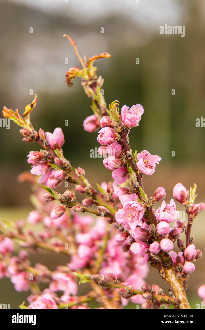 Peach Blossom auf Pfirsich Zwerg Diamant, in einem Topf in einen Devon Garten gewachsen. Prunus Persica. Stockfoto