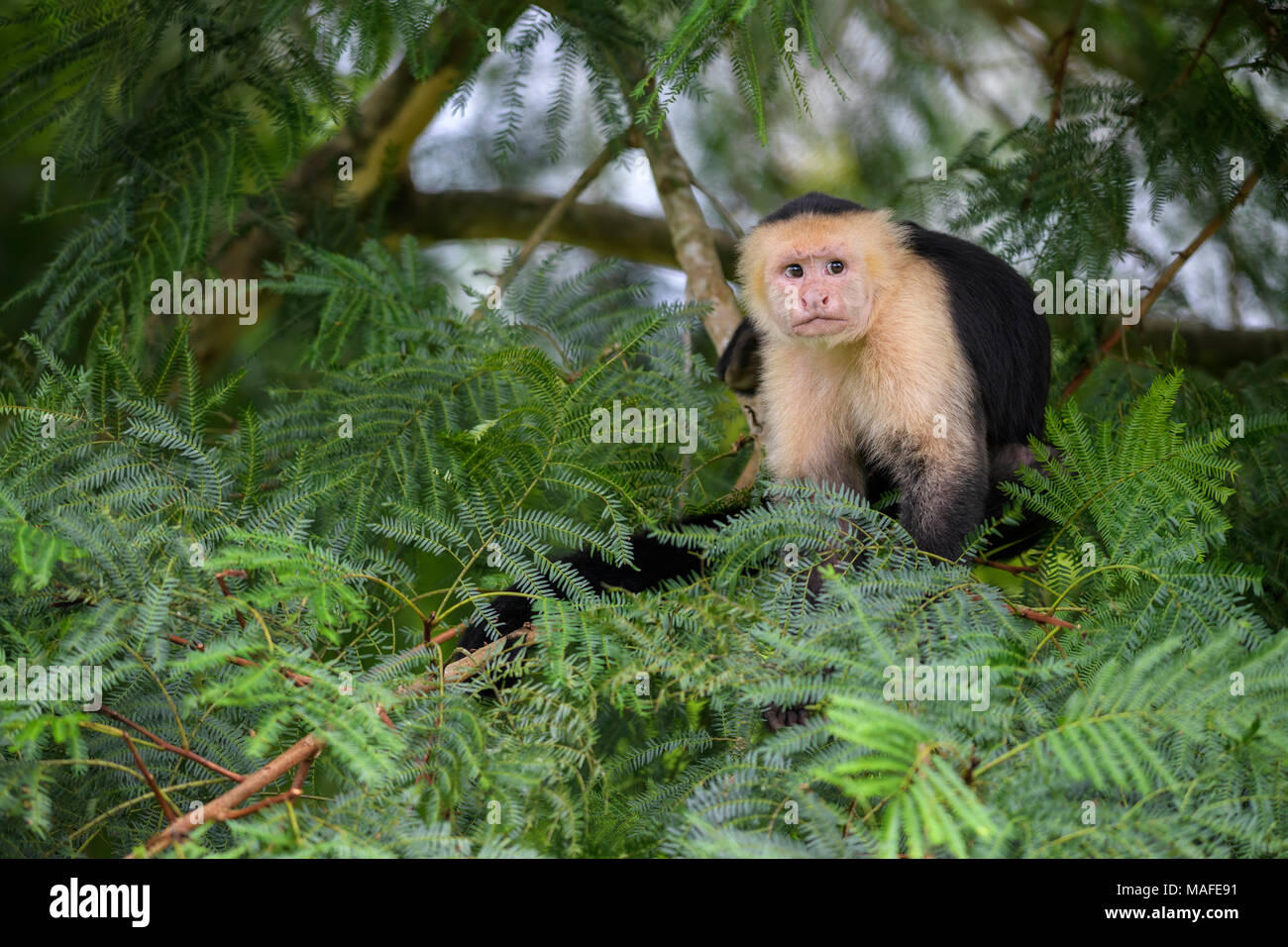 White-faced Kapuziner - Cebus capucinus, schöne weiße Gesichter bronw Primas von Costa Rica aus Wald. Stockfoto