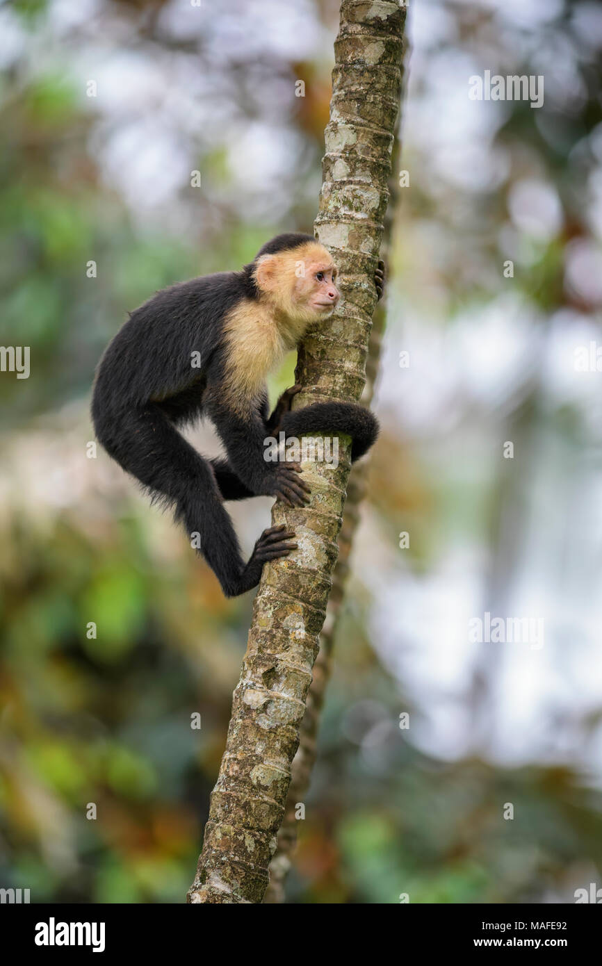 White-faced Kapuziner - Cebus capucinus, schöne weiße Gesichter bronw Primas von Costa Rica aus Wald. Stockfoto