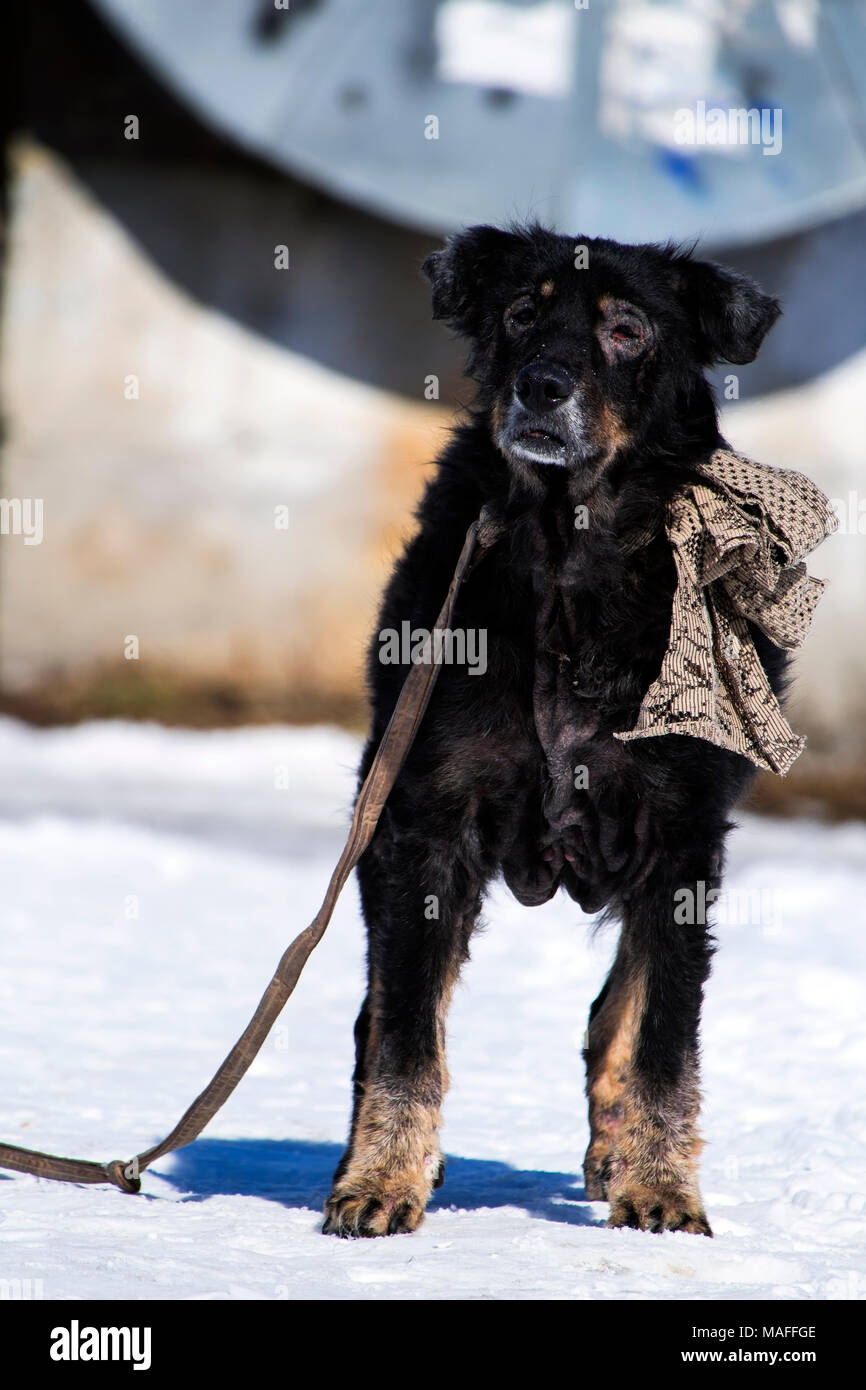 Einen alten kranken Hund mit einem zotteligen Haaren und einer großen vintage Bug an seinem Hals Stockfoto