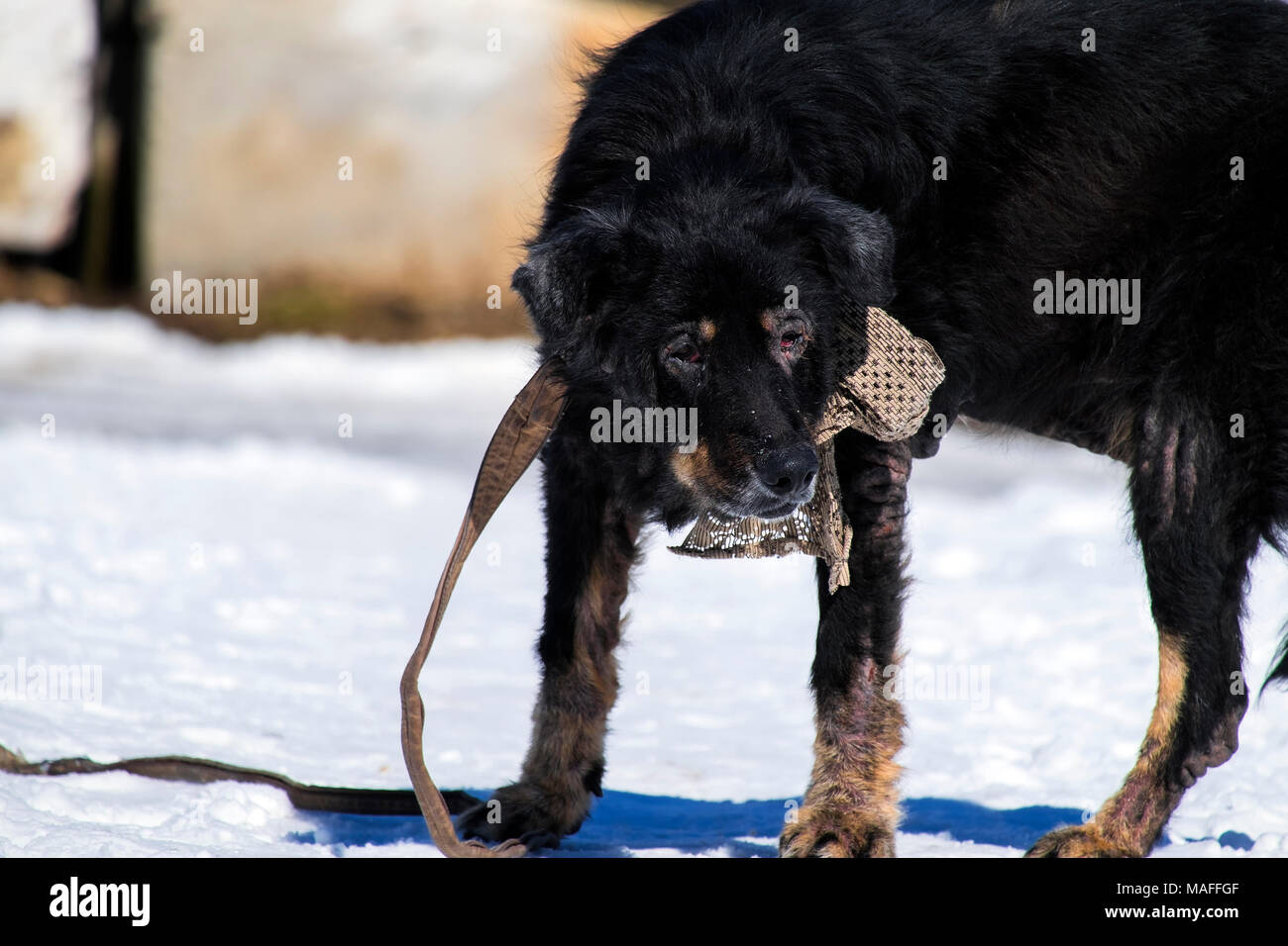 Einen alten kranken Hund mit einem zotteligen Haaren und einer großen vintage Bug an seinem Hals Stockfoto