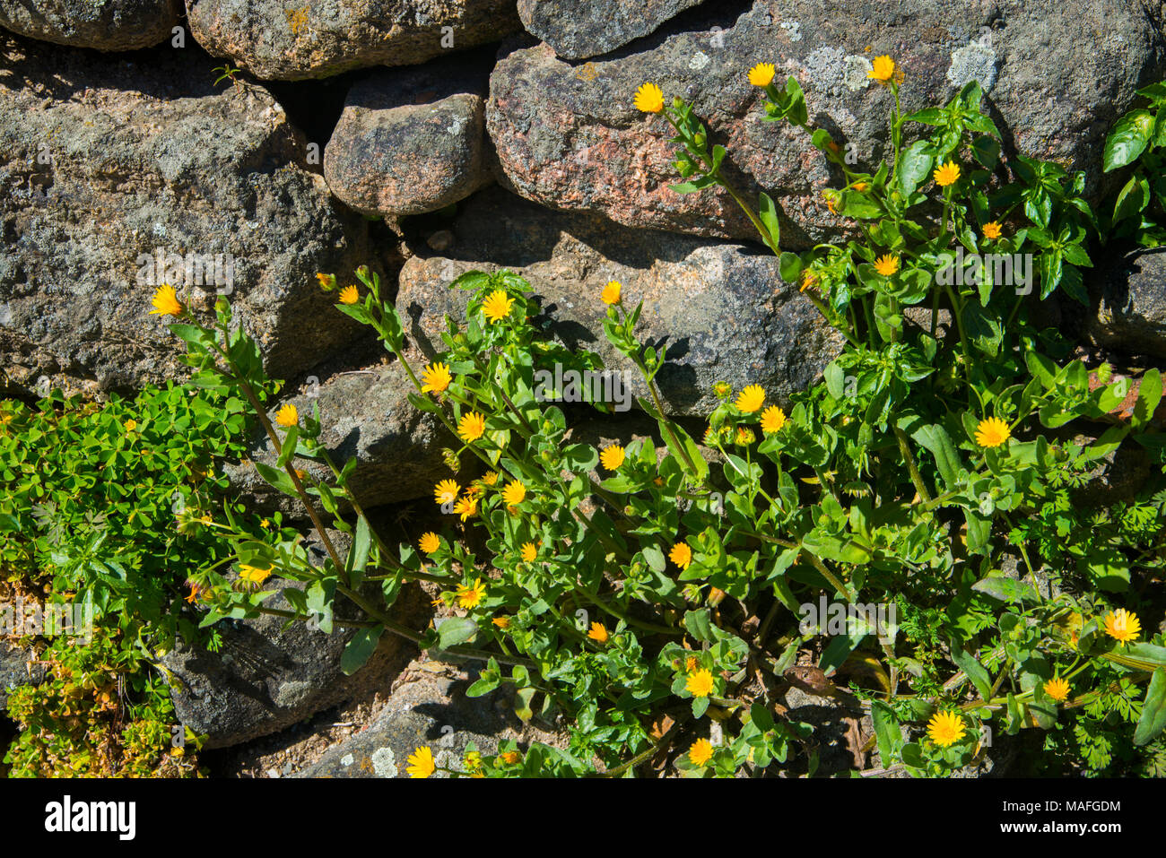 Gelbe Blumen gegen die Mauer aus Stein. Stockfoto