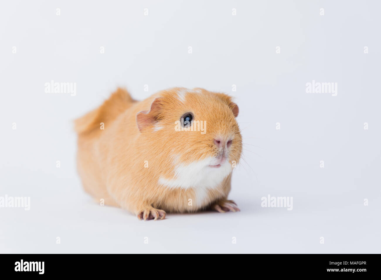 Braun adorable Kurzhaar Meerschweinchen mit einer Rosette auf einem weißen nahtlose Hintergrund, Schuß auf eine Canon 5D IV Stockfoto