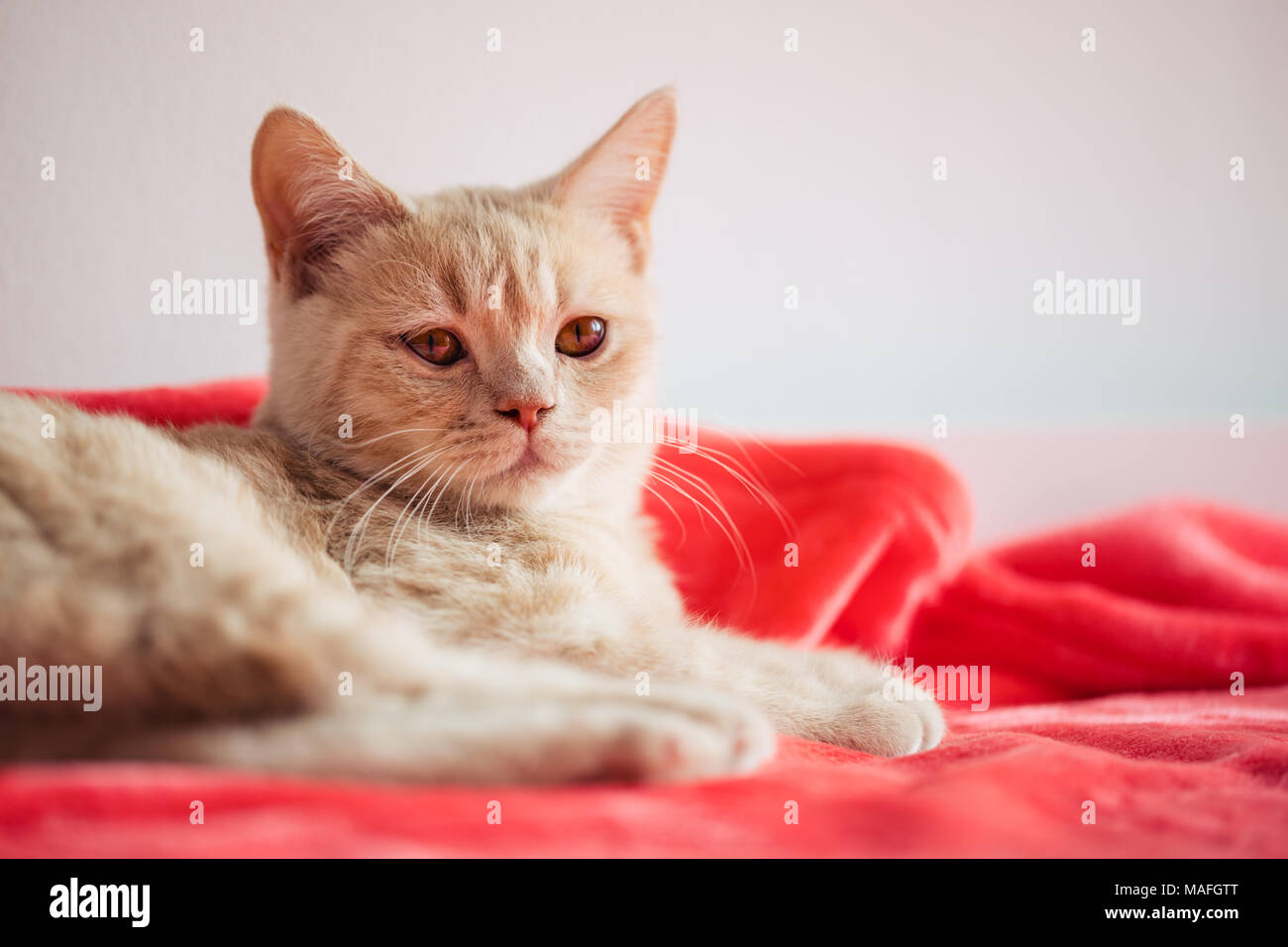 Reinrassige Britisch Kurzhaar Kätzchen (creme) liegen auf einer roten Decke auf dem Bett, Schuß auf eine Canon 5D IV Stockfoto