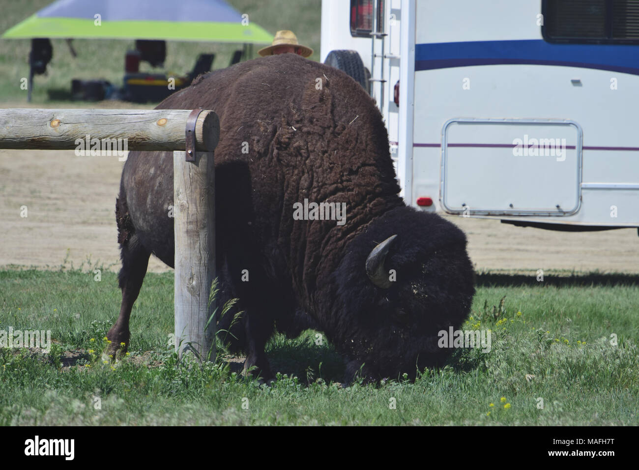 Camping mit wilden Büffel in den Badlands National Park in South Dakota, USA. Stockfoto