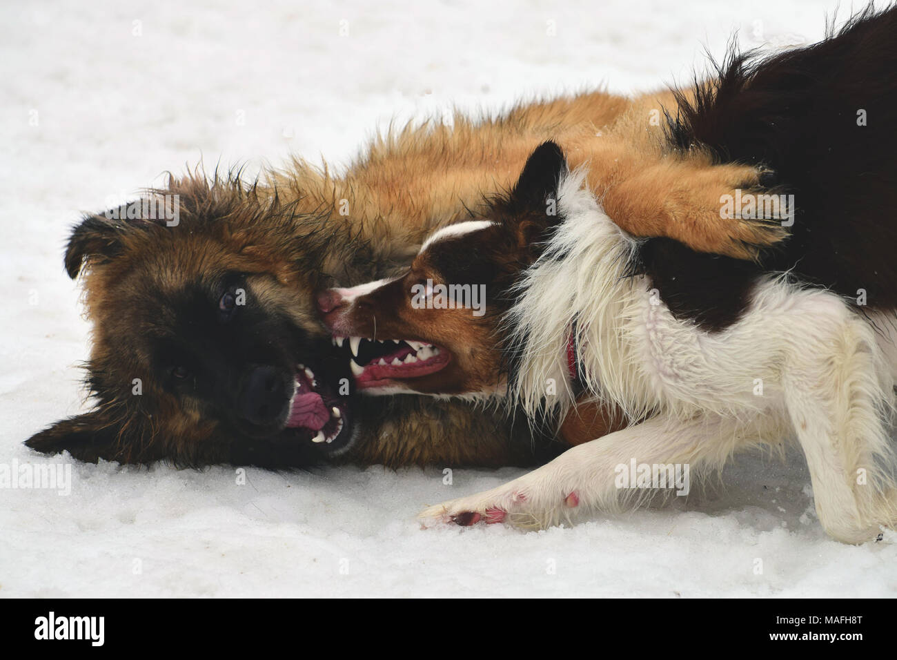 Zwei Hunde spielen im Park mit Schnee im Hintergrund Stockfoto