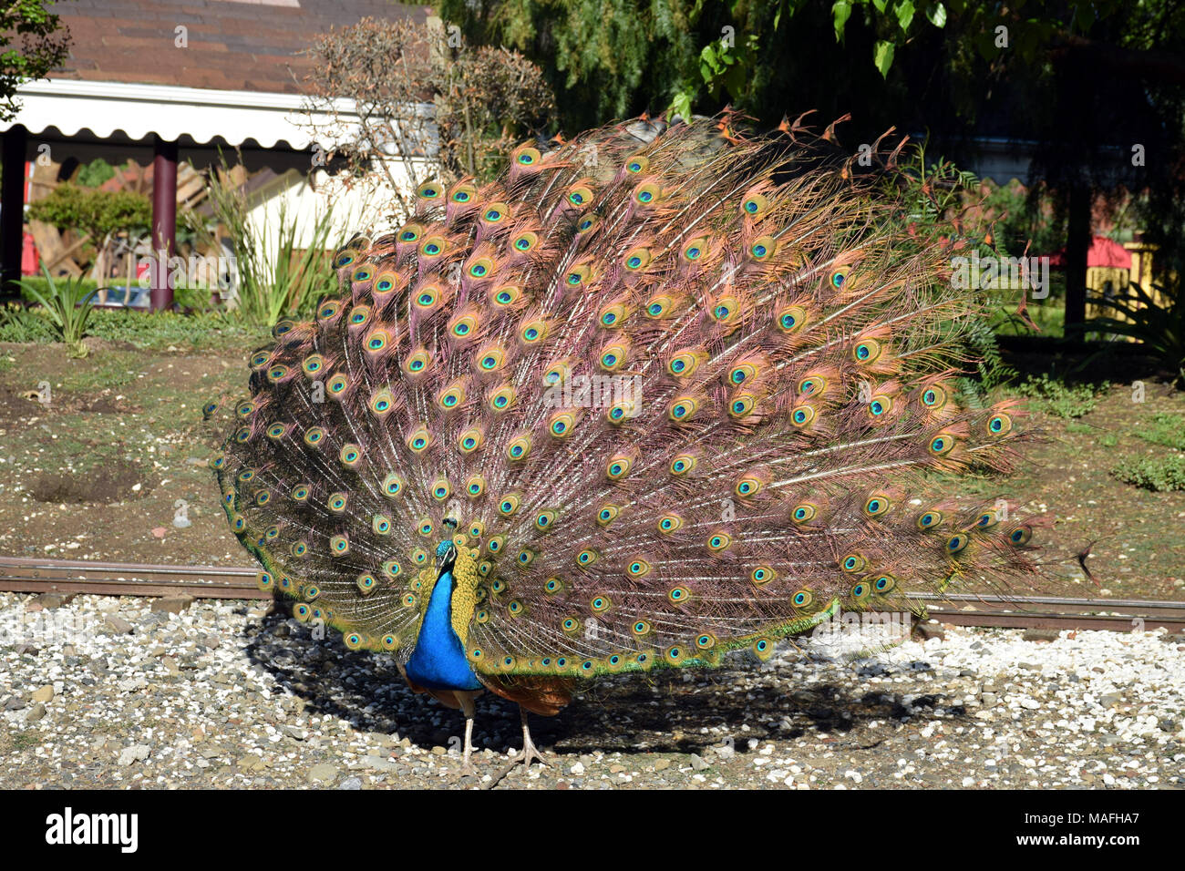 Ein männlicher Peacock seine pulsierenden Gefieder angezeigt Stockfoto