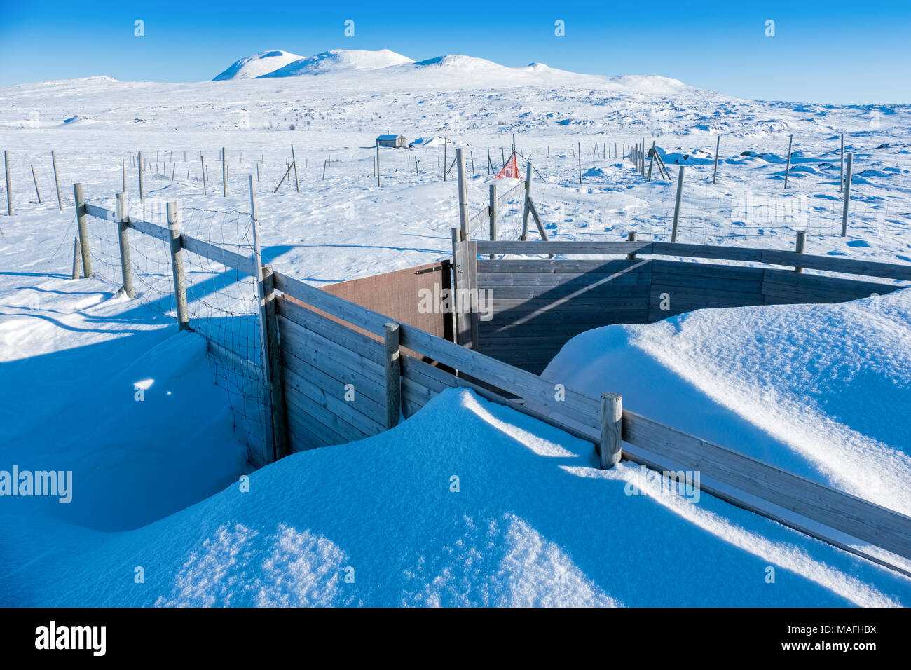 Rentier Stifte im Winter, Schwedisch Lappland Stockfoto