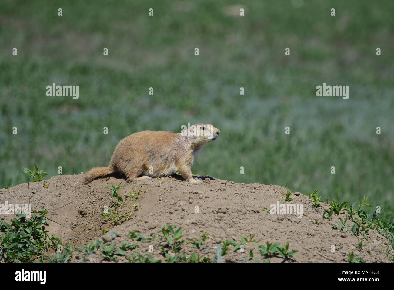 Wild prairie dog auf Alarm am Eingang der Höhle Stockfoto