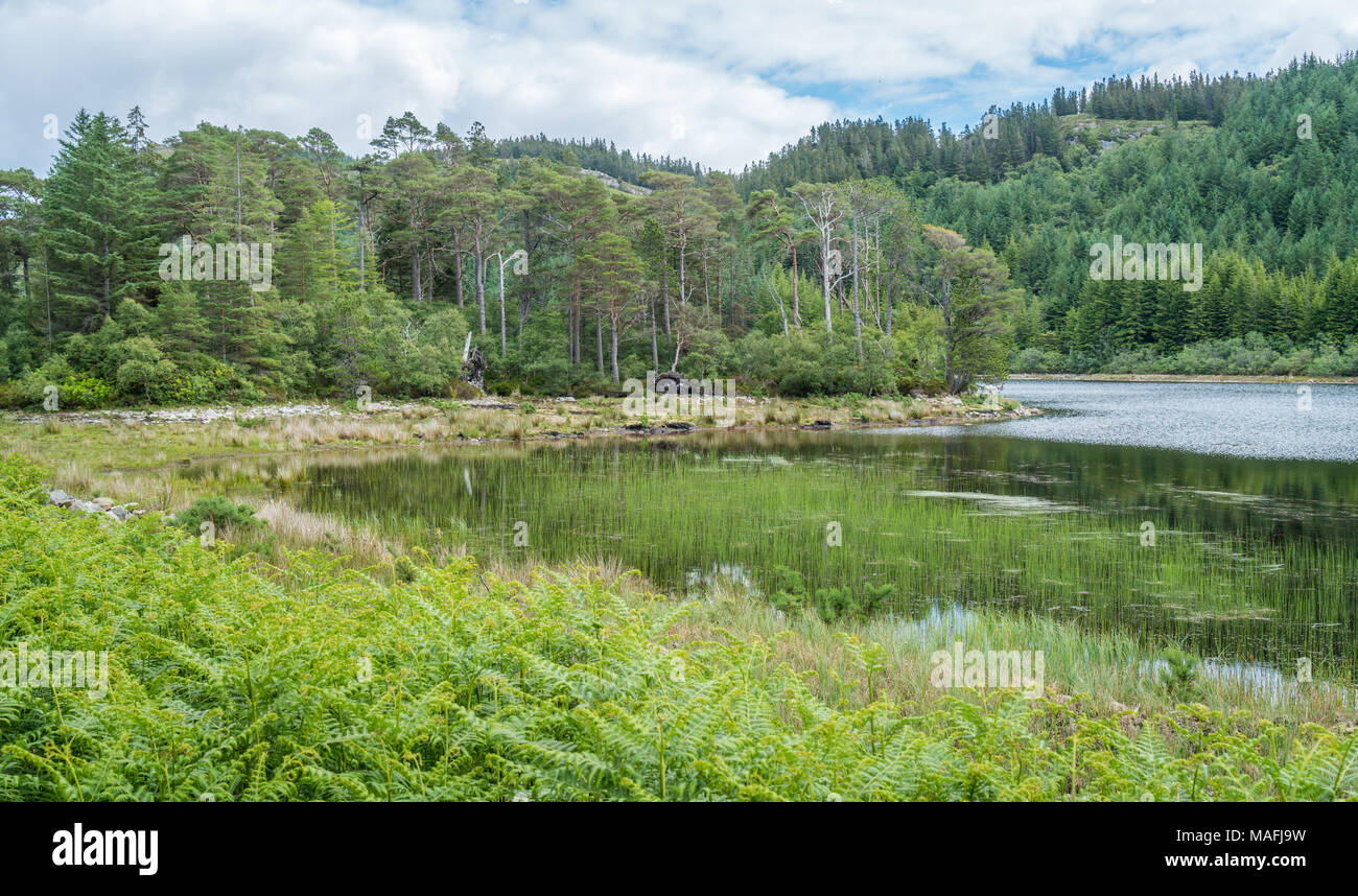 Idyllische Aussicht in der Nähe von Plockton Dorf in den Highlands von Schottland in der Grafschaft Ross und Cromarty. Stockfoto