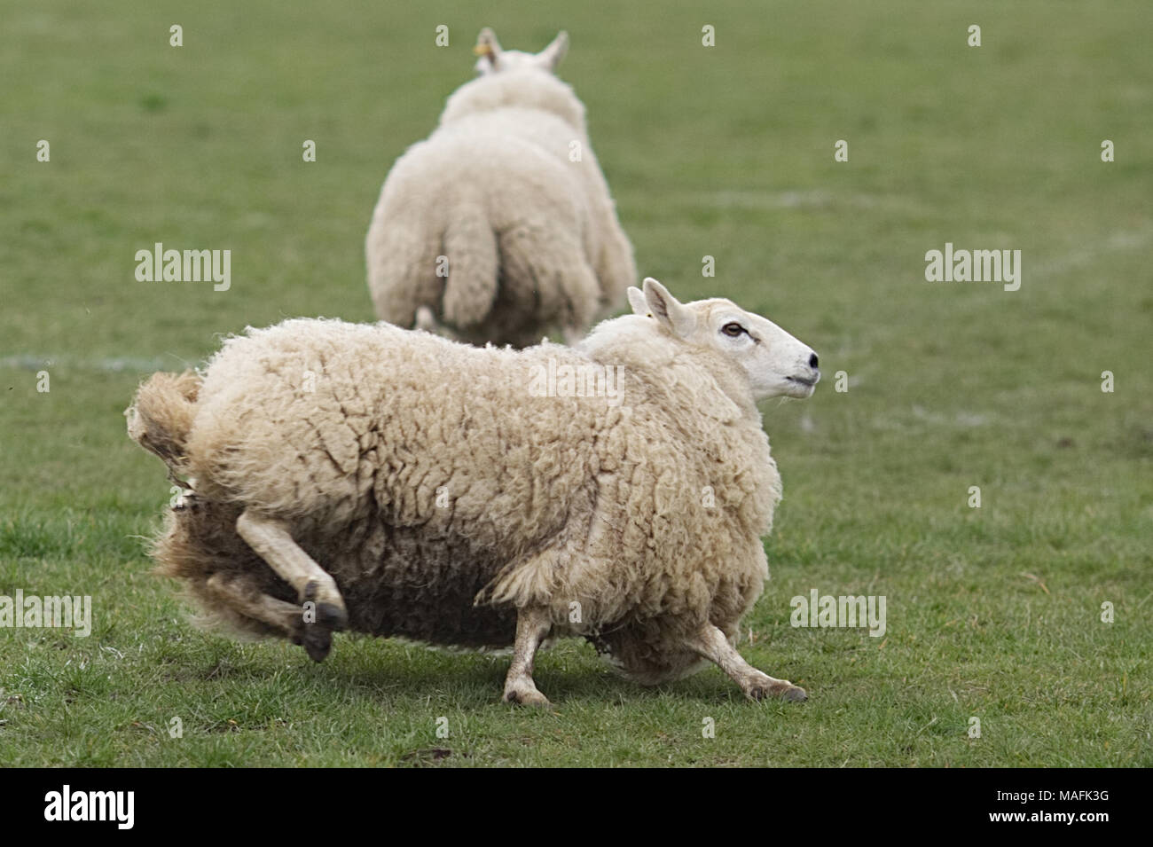 Schafe werden in einem Feld getrieben Stockfoto