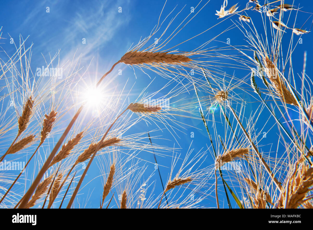 Ohren von reifem Weizen fotografiert von unten gegen das Licht mit dem Hintergrund der blauen Himmel Stockfoto