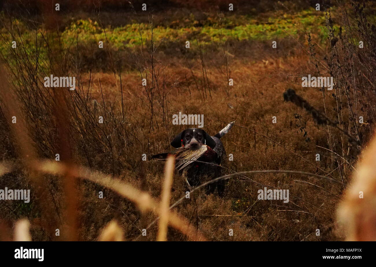 Deutsch Kurzhaar Abrufen eines Fasan Stockfoto