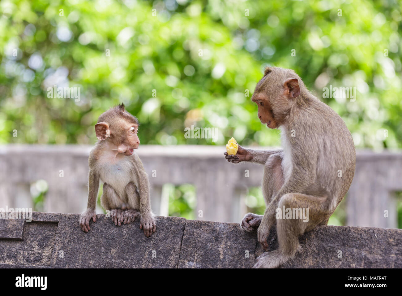 Niedlichen Affen leben in einer Stadt von Thailand Stockfoto