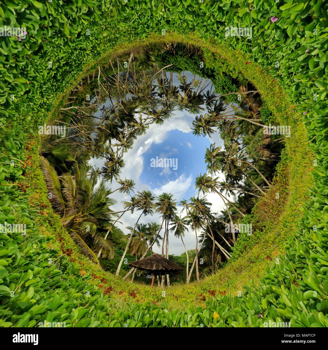 360 Grad Ansicht der grünen Palmen am blauen Himmel Hintergrund Stockfoto