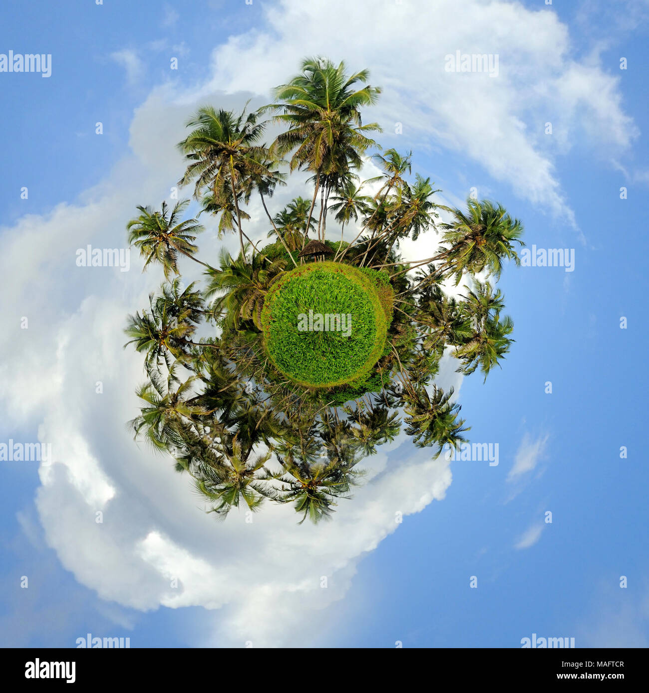 360 Grad Ansicht der grünen Palmen am blauen Himmel Hintergrund Stockfoto