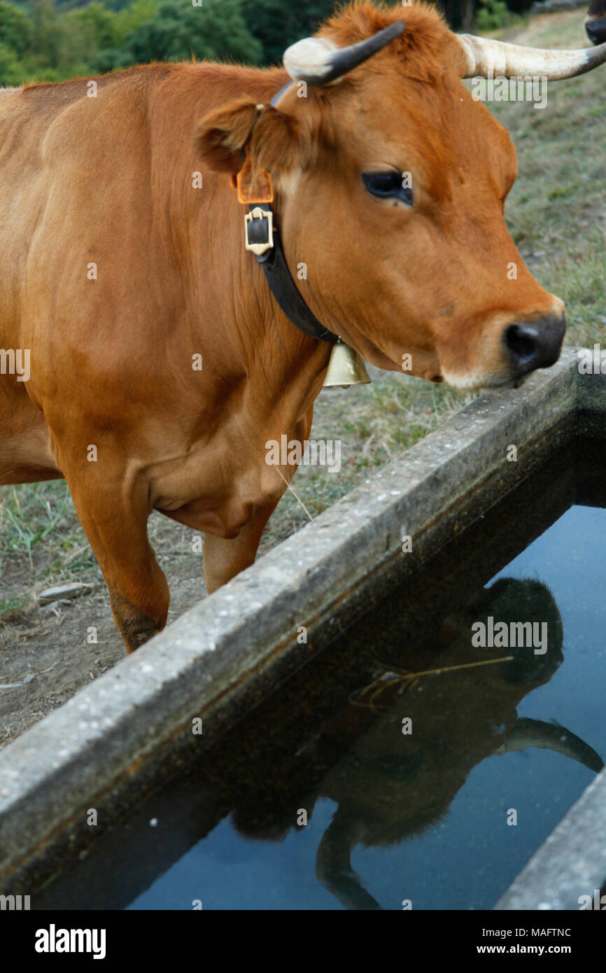 Kuh in einer Farm Stockfoto